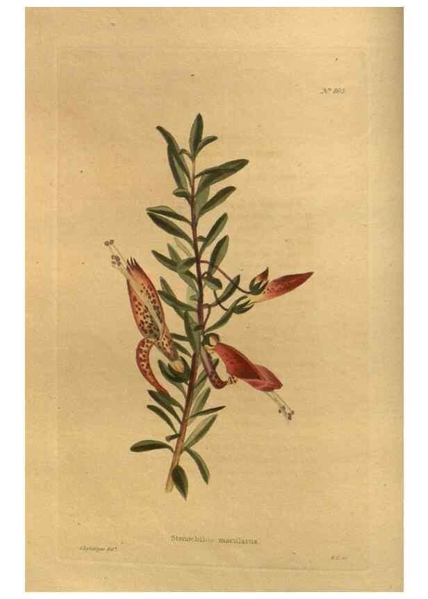 Reproducción/Reproduction 48755587052: The botanical cabinet. London :John & Arthur Arch ...,1817-1833.. 