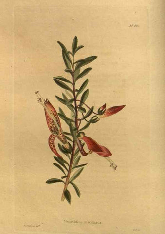 Reproducción/Reproduction 48755587052: The botanical cabinet. London :John & Arthur Arch ...,1817-1833.. 