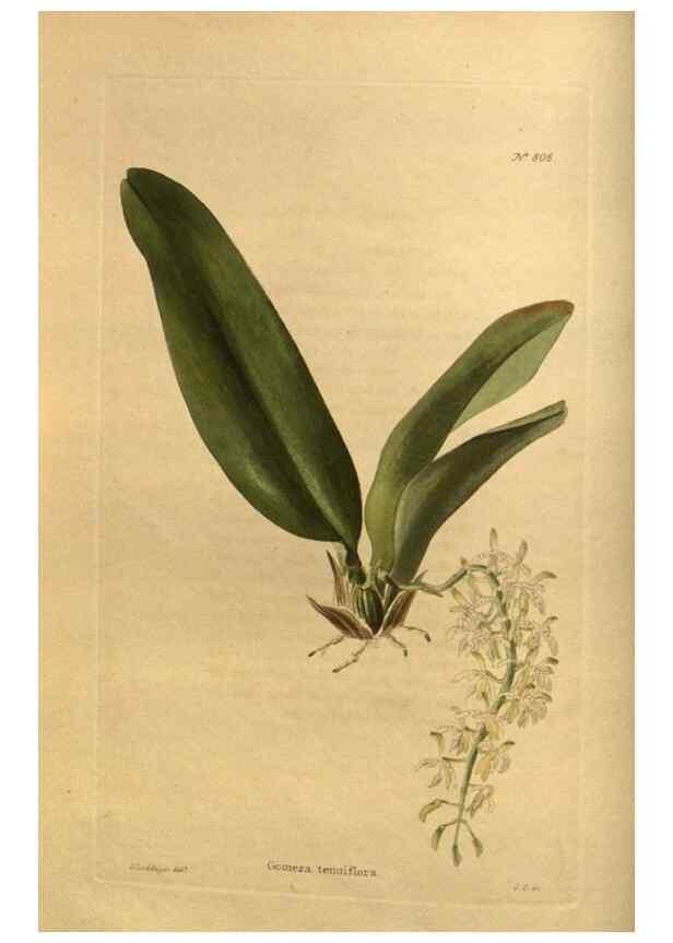 Reproducción/Reproduction 48755587482: The botanical cabinet. London :John & Arthur Arch ...,1817-1833.. 