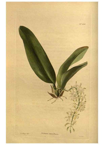Reproducción/Reproduction 48755587482: The botanical cabinet. London :John & Arthur Arch ...,1817-1833.. 
