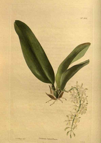 Reproducción/Reproduction 48755587482: The botanical cabinet. London :John & Arthur Arch ...,1817-1833.. 