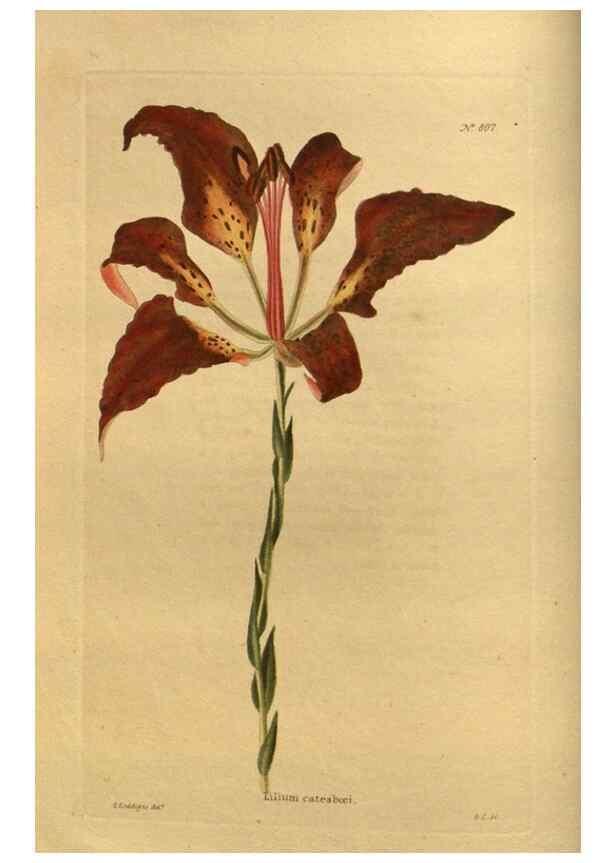Reproducción/Reproduction 48755587872: The botanical cabinet. London :John & Arthur Arch ...,1817-1833.. 