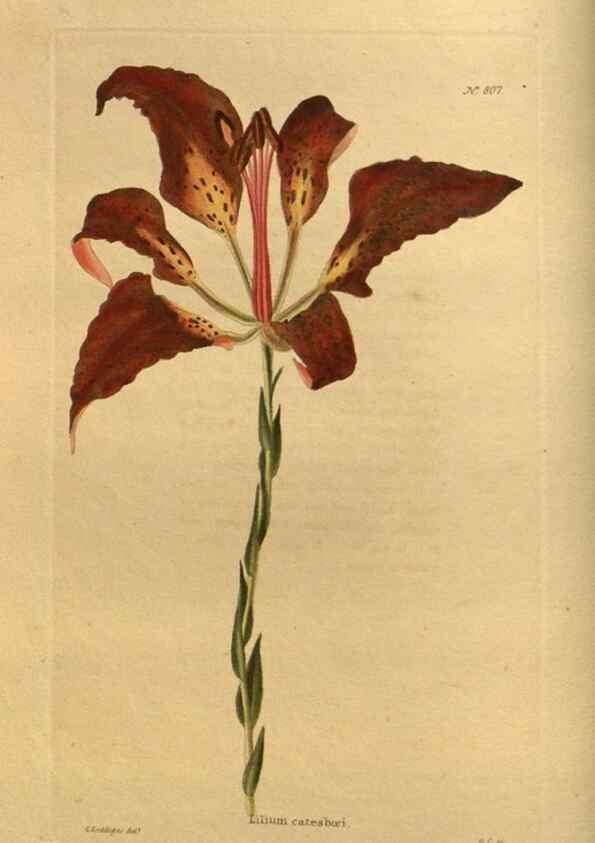 Reproducción/Reproduction 48755587872: The botanical cabinet. London :John & Arthur Arch ...,1817-1833.. 