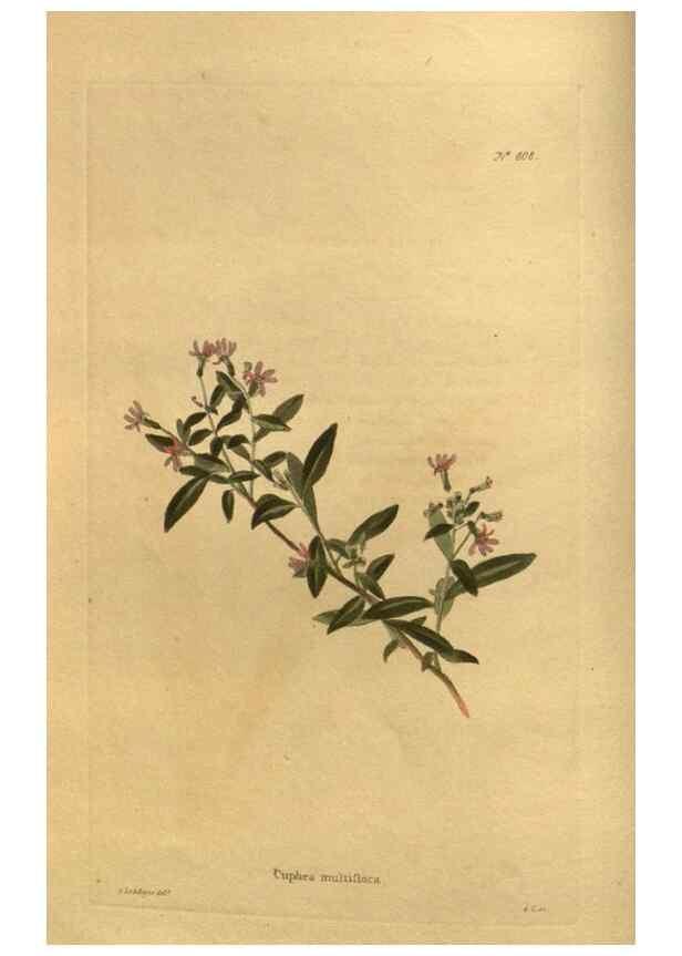 Reproducción/Reproduction 48755588227: The botanical cabinet. London :John & Arthur Arch ...,1817-1833.. 