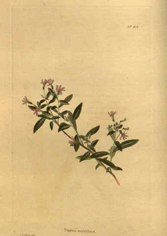 Reproducción/Reproduction 48755588227: The botanical cabinet. London :John & Arthur Arch ...,1817-1833.. 