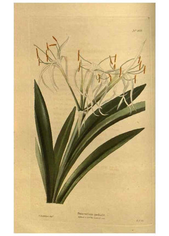 Reproducción/Reproduction 48755073008: The botanical cabinet. London :John & Arthur Arch ...,1817-1833.. 