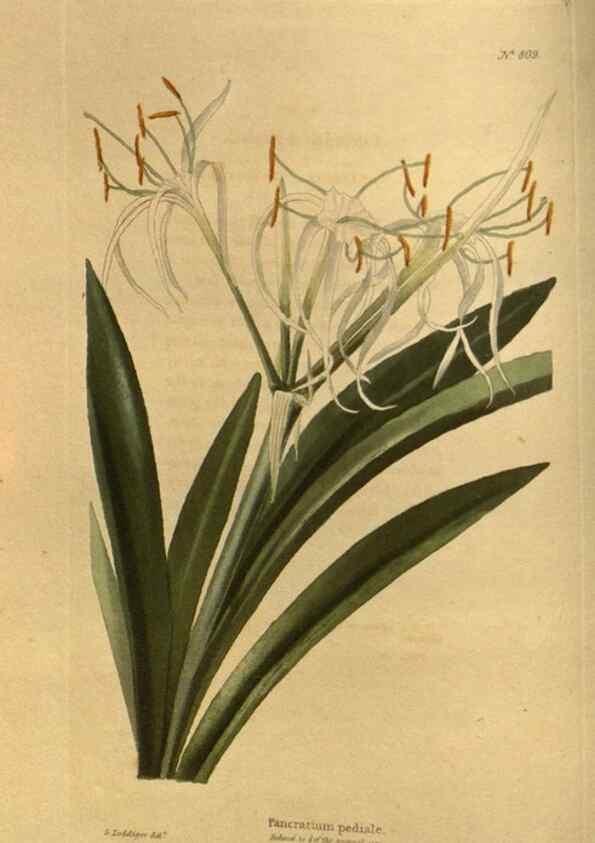 Reproducción/Reproduction 48755073008: The botanical cabinet. London :John & Arthur Arch ...,1817-1833.. 
