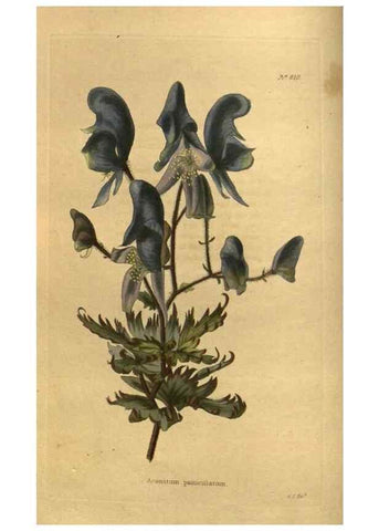 Reproducción/Reproduction 48755392651: The botanical cabinet. London :John & Arthur Arch ...,1817-1833.. 