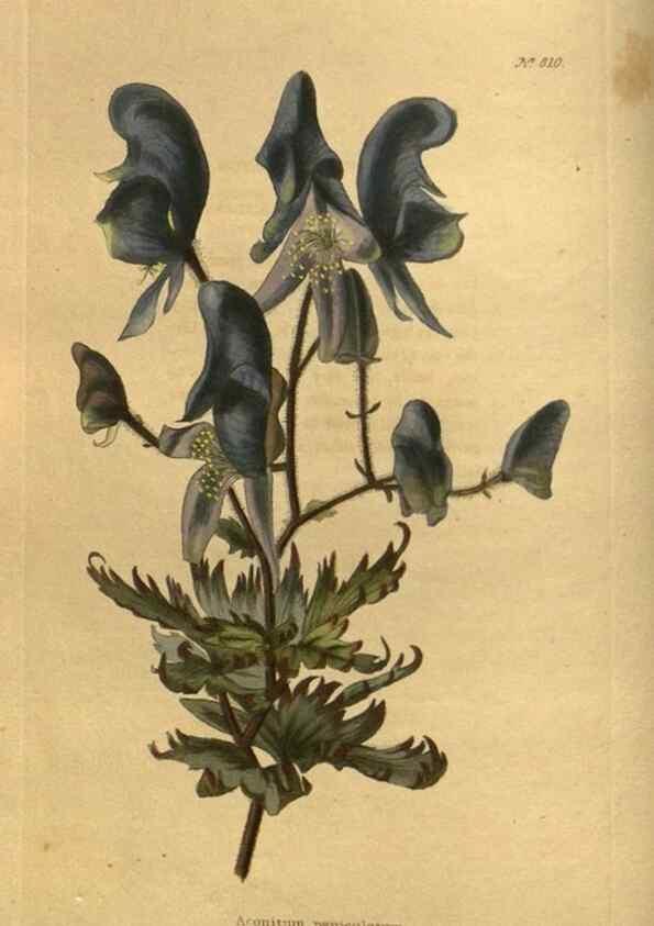 Reproducción/Reproduction 48755392651: The botanical cabinet. London :John & Arthur Arch ...,1817-1833.. 