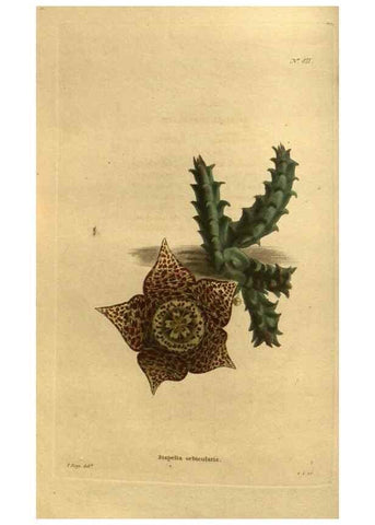 Reproducción/Reproduction 48755589302: The botanical cabinet. London :John & Arthur Arch ...,1817-1833.. 
