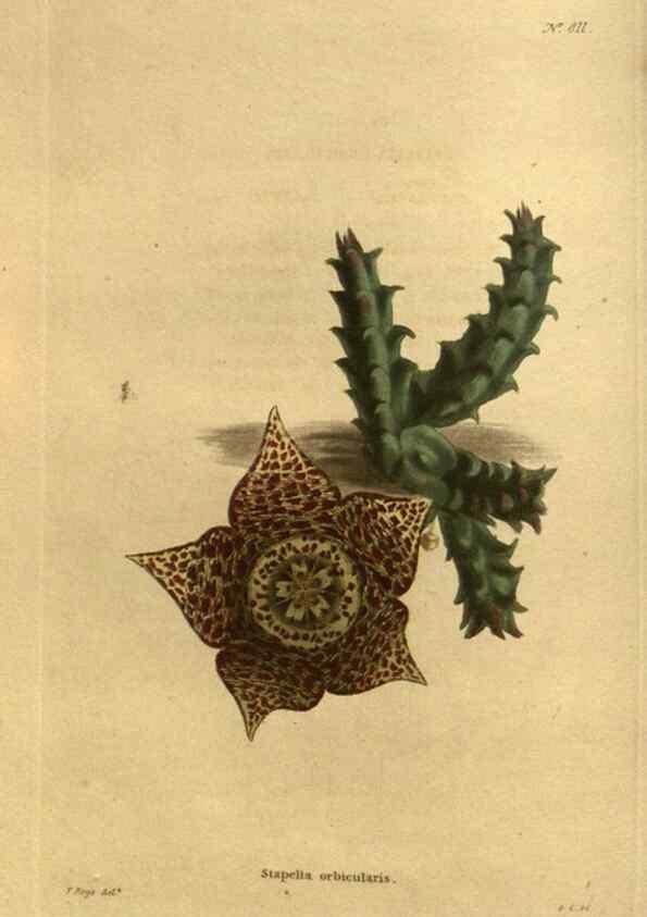 Reproducción/Reproduction 48755589302: The botanical cabinet. London :John & Arthur Arch ...,1817-1833.. 