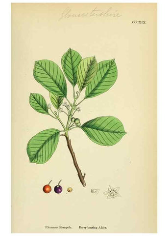 Reproducción/Reproduction 48755273756: English botany, or, Coloured figures of British plants /. London :R. Hardwicke,1863-1886.. 