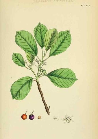 Reproducción/Reproduction 48755273756: English botany, or, Coloured figures of British plants /. London :R. Hardwicke,1863-1886.. 