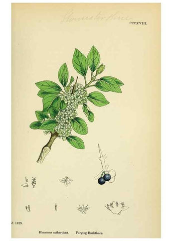 Reproducción/Reproduction 48755273431: English botany, or, Coloured figures of British plants /. London :R. Hardwicke,1863-1886.. 