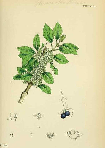 Reproducción/Reproduction 48755273431: English botany, or, Coloured figures of British plants /. London :R. Hardwicke,1863-1886.. 