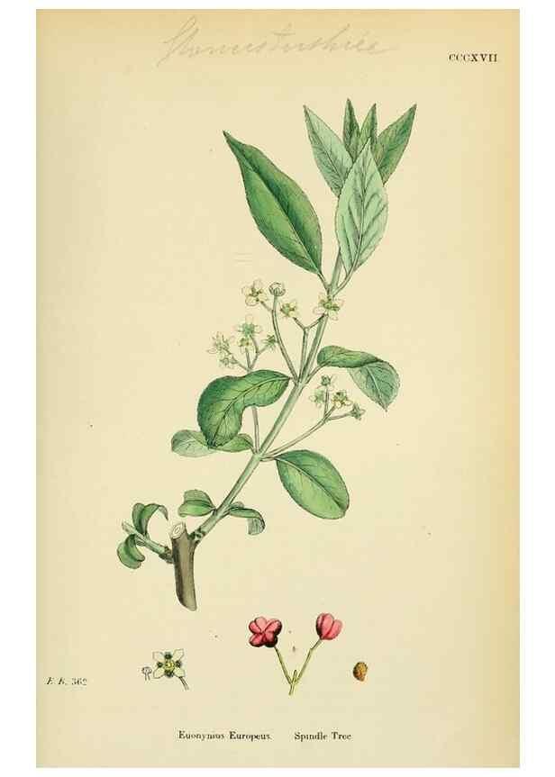 Reproducción/Reproduction 48754952558: English botany, or, Coloured figures of British plants /. London :R. Hardwicke,1863-1886.. 