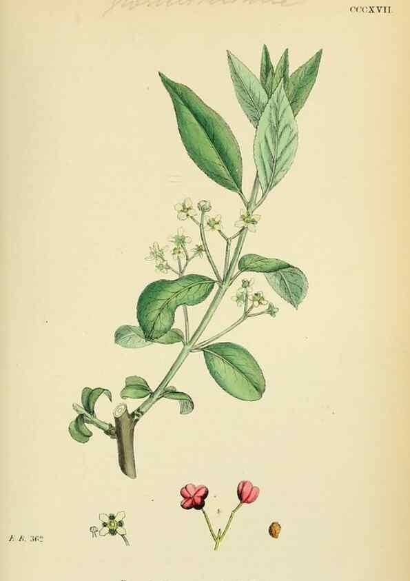 Reproducción/Reproduction 48754952558: English botany, or, Coloured figures of British plants /. London :R. Hardwicke,1863-1886.. 