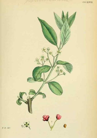 Reproducción/Reproduction 48754952558: English botany, or, Coloured figures of British plants /. London :R. Hardwicke,1863-1886.. 