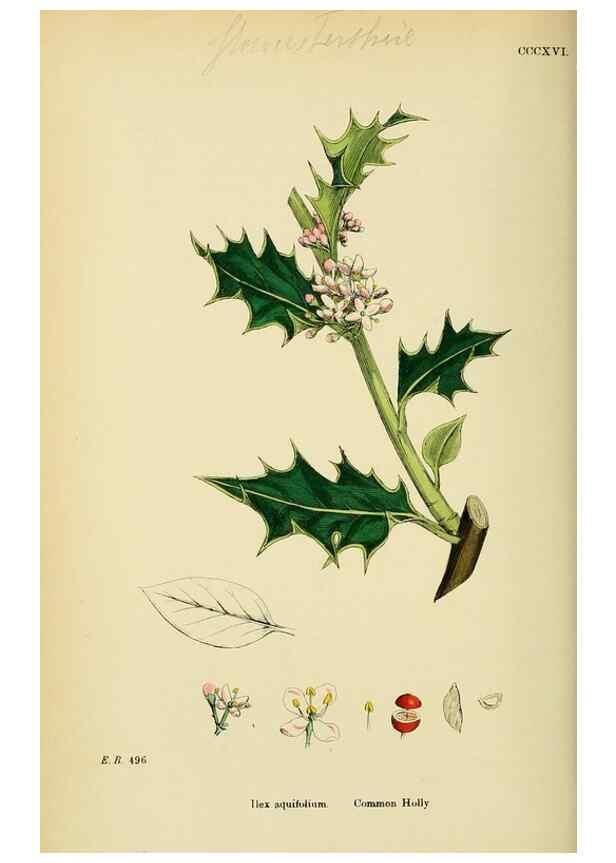 Reproducción/Reproduction 48755272881: English botany, or, Coloured figures of British plants /. London :R. Hardwicke,1863-1886.. 