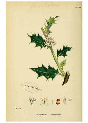 Reproducción/Reproduction 48755272881: English botany, or, Coloured figures of British plants /. London :R. Hardwicke,1863-1886.. 