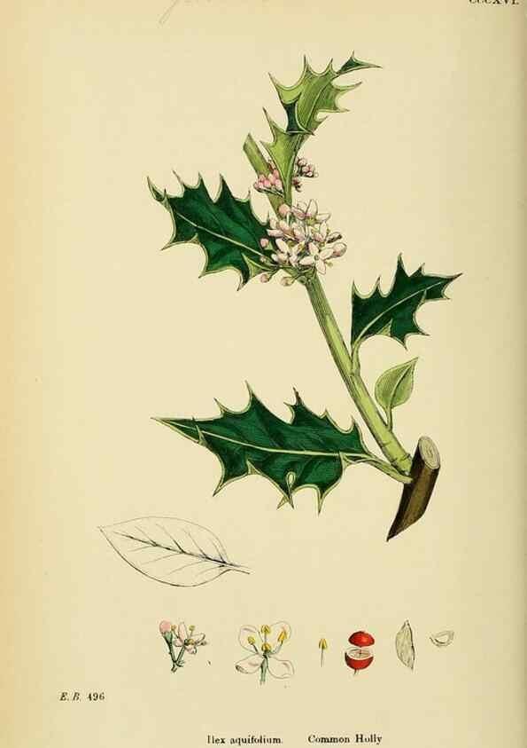 Reproducción/Reproduction 48755272881: English botany, or, Coloured figures of British plants /. London :R. Hardwicke,1863-1886.. 
