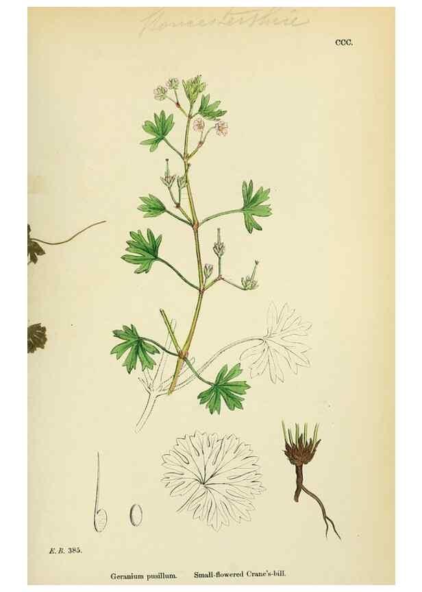 Reproducción/Reproduction 48754947328: English botany, or, Coloured figures of British plants /. London :R. Hardwicke,1863-1886.. 
