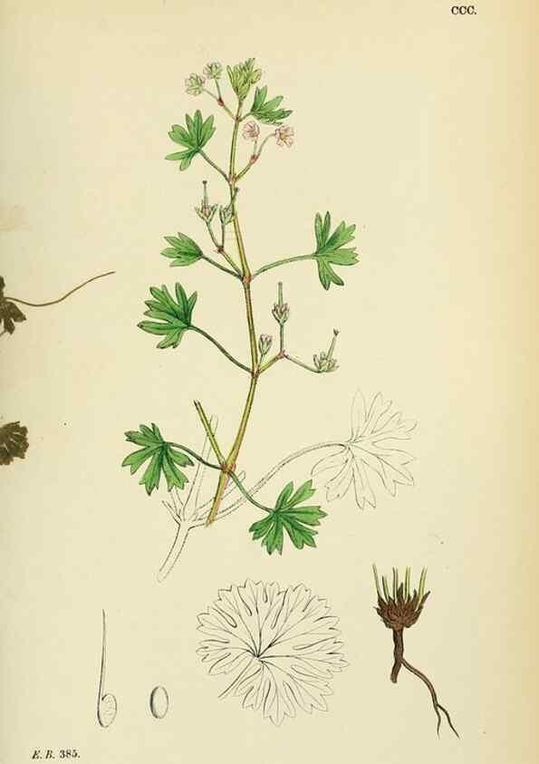Reproducción/Reproduction 48754947328: English botany, or, Coloured figures of British plants /. London :R. Hardwicke,1863-1886.. 