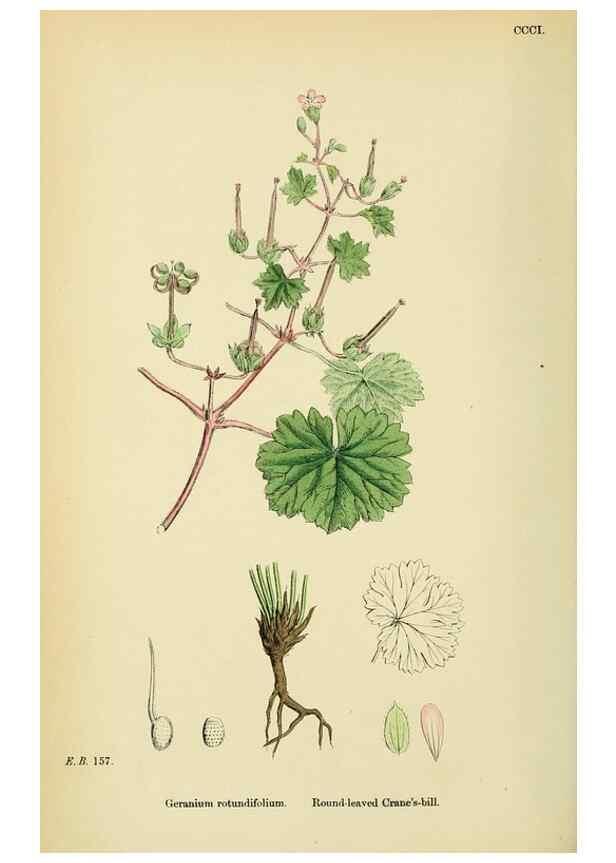 Reproducción/Reproduction 48755463742: English botany, or, Coloured figures of British plants /. London :R. Hardwicke,1863-1886.. 