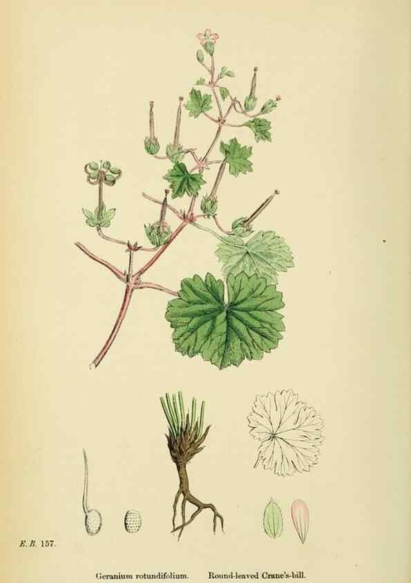 Reproducción/Reproduction 48755463742: English botany, or, Coloured figures of British plants /. London :R. Hardwicke,1863-1886.. 