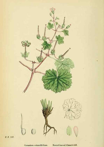 Reproducción/Reproduction 48755463742: English botany, or, Coloured figures of British plants /. London :R. Hardwicke,1863-1886.. 