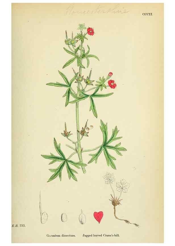 Reproducción/Reproduction 48755268636: English botany, or, Coloured figures of British plants /. London :R. Hardwicke,1863-1886.. 