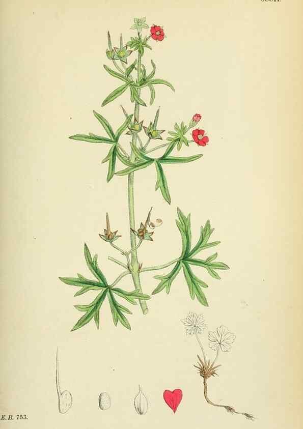 Reproducción/Reproduction 48755268636: English botany, or, Coloured figures of British plants /. London :R. Hardwicke,1863-1886.. 