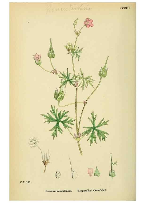 Reproducción/Reproduction 48755268956: English botany, or, Coloured figures of British plants /. London :R. Hardwicke,1863-1886.. 