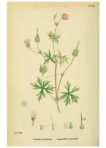 Reproducción/Reproduction 48755268956: English botany, or, Coloured figures of British plants /. London :R. Hardwicke,1863-1886.. 