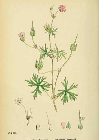 Reproducción/Reproduction 48755268956: English botany, or, Coloured figures of British plants /. London :R. Hardwicke,1863-1886.. 