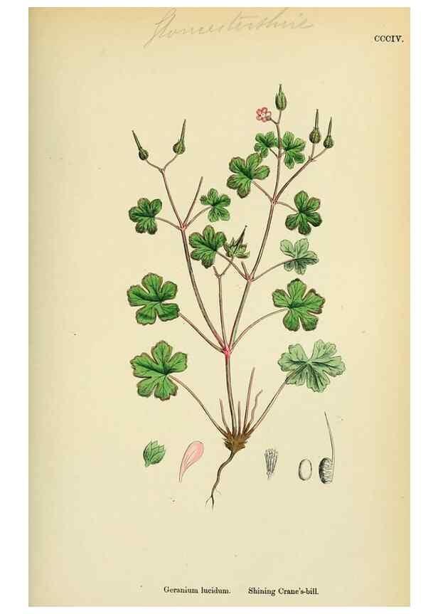 Reproducción/Reproduction 48754948493: English botany, or, Coloured figures of British plants /. London :R. Hardwicke,1863-1886.. 