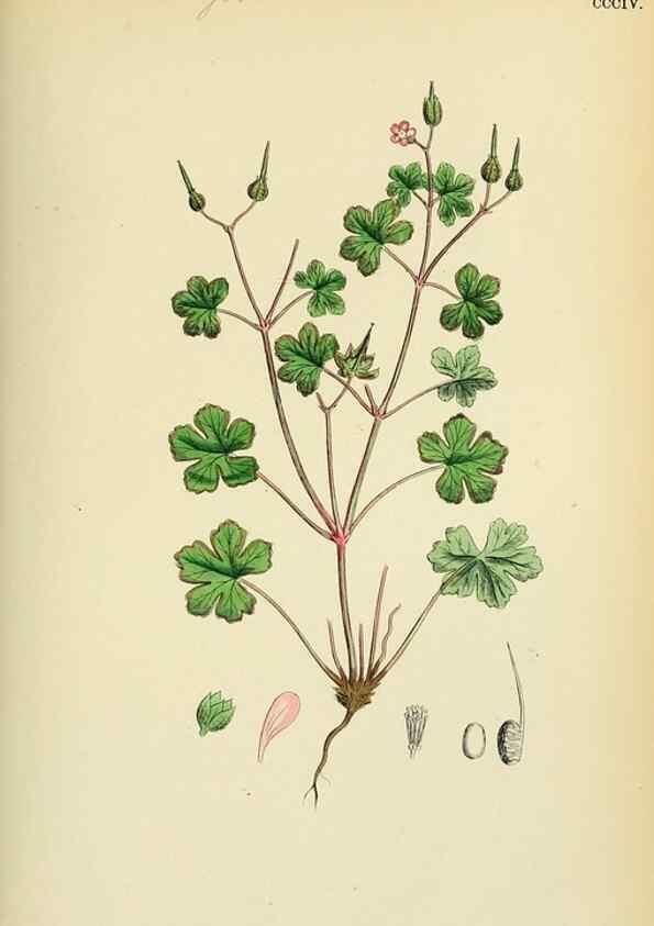 Reproducción/Reproduction 48754948493: English botany, or, Coloured figures of British plants /. London :R. Hardwicke,1863-1886.. 