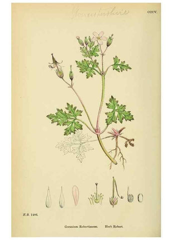 Reproducción/Reproduction 48755464867: English botany, or, Coloured figures of British plants /. London :R. Hardwicke,1863-1886.. 