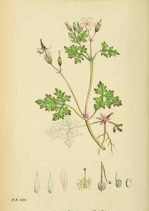 Reproducción/Reproduction 48755464867: English botany, or, Coloured figures of British plants /. London :R. Hardwicke,1863-1886.. 