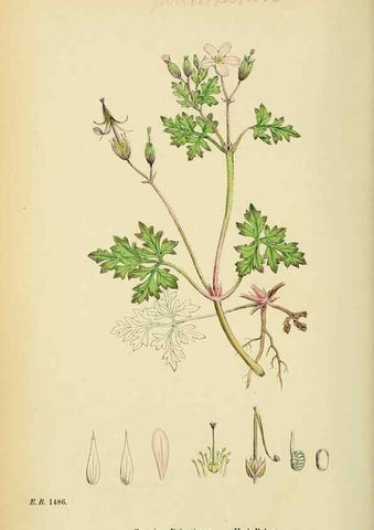 Reproducción/Reproduction 48755464867: English botany, or, Coloured figures of British plants /. London :R. Hardwicke,1863-1886.. 