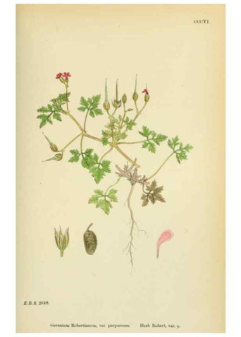 Reproducción/Reproduction 48754949083: English botany, or, Coloured figures of British plants /. London :R. Hardwicke,1863-1886.. 
