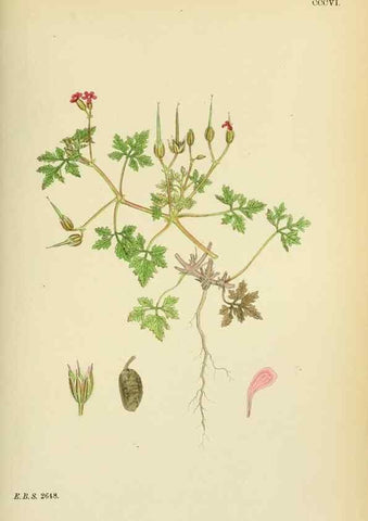 Reproducción/Reproduction 48754949083: English botany, or, Coloured figures of British plants /. London :R. Hardwicke,1863-1886.. 