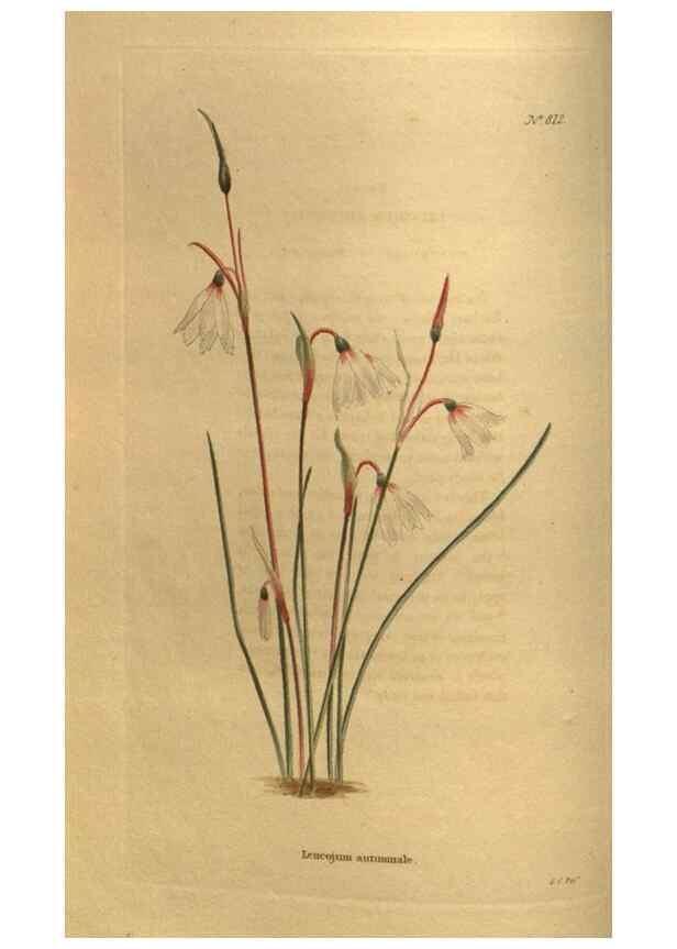 Reproducción/Reproduction 48755393276: The botanical cabinet. London :John & Arthur Arch ...,1817-1833.. 
