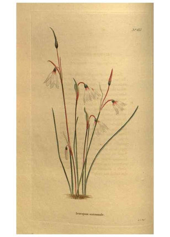 Reproducción/Reproduction 48755393276: The botanical cabinet. London :John & Arthur Arch ...,1817-1833.. 