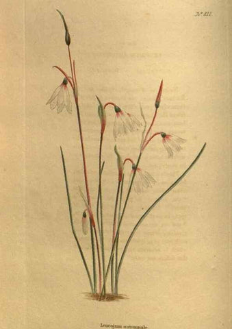 Reproducción/Reproduction 48755393276: The botanical cabinet. London :John & Arthur Arch ...,1817-1833.. 