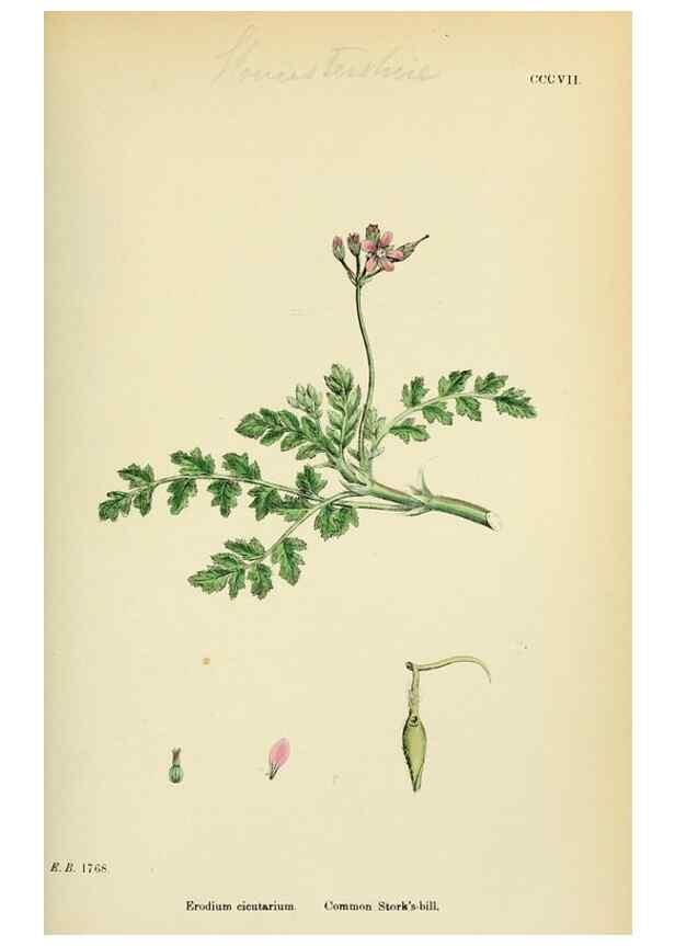 Reproducción/Reproduction 48754949393: English botany, or, Coloured figures of British plants /. London :R. Hardwicke,1863-1886.. 