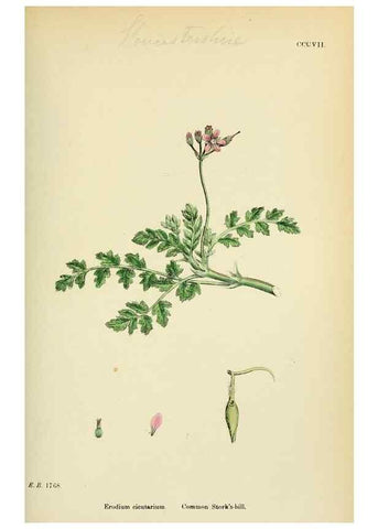 Reproducción/Reproduction 48754949393: English botany, or, Coloured figures of British plants /. London :R. Hardwicke,1863-1886.. 