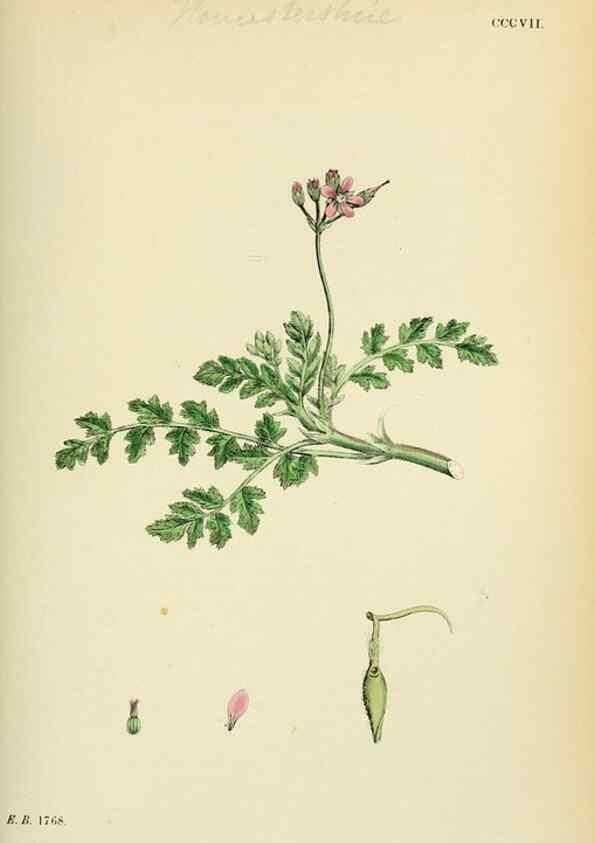 Reproducción/Reproduction 48754949393: English botany, or, Coloured figures of British plants /. London :R. Hardwicke,1863-1886.. 