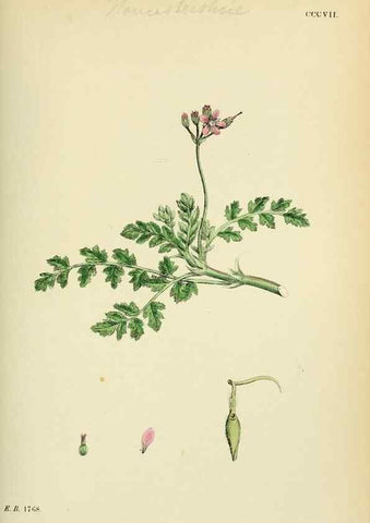 Reproducción/Reproduction 48754949393: English botany, or, Coloured figures of British plants /. London :R. Hardwicke,1863-1886.. 