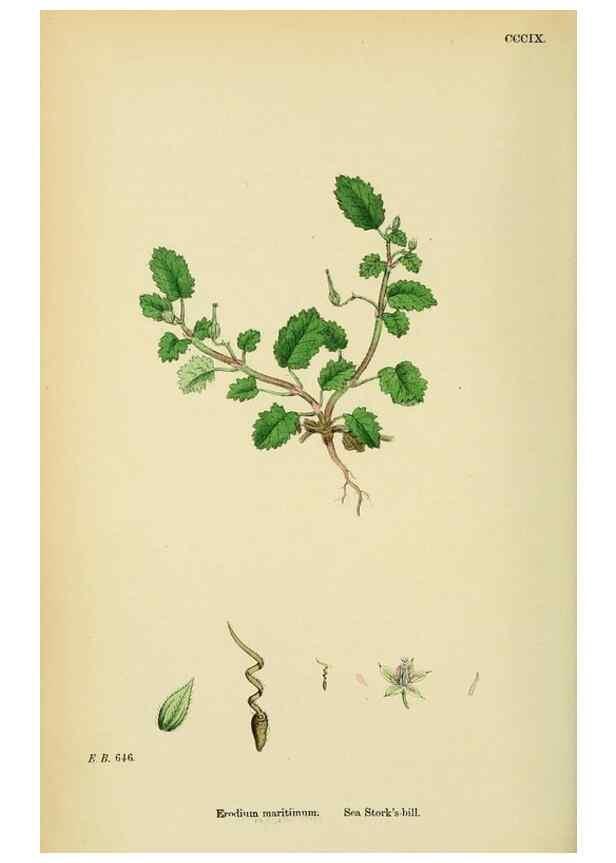 Reproducción/Reproduction 48755270781: English botany, or, Coloured figures of British plants /. London :R. Hardwicke,1863-1886.. 